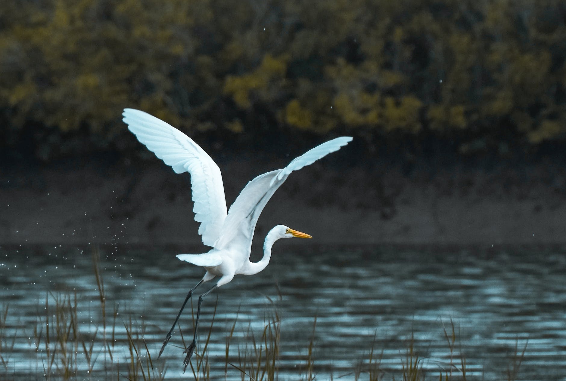 oiseau blanc survolant un plan d eau